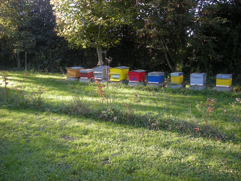 La ruche Stode Bopied